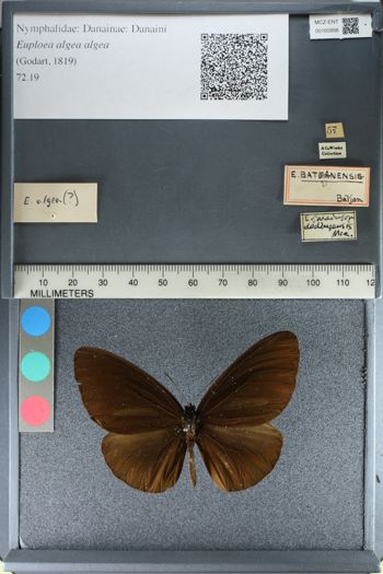 Media type: image;   Entomology 160998